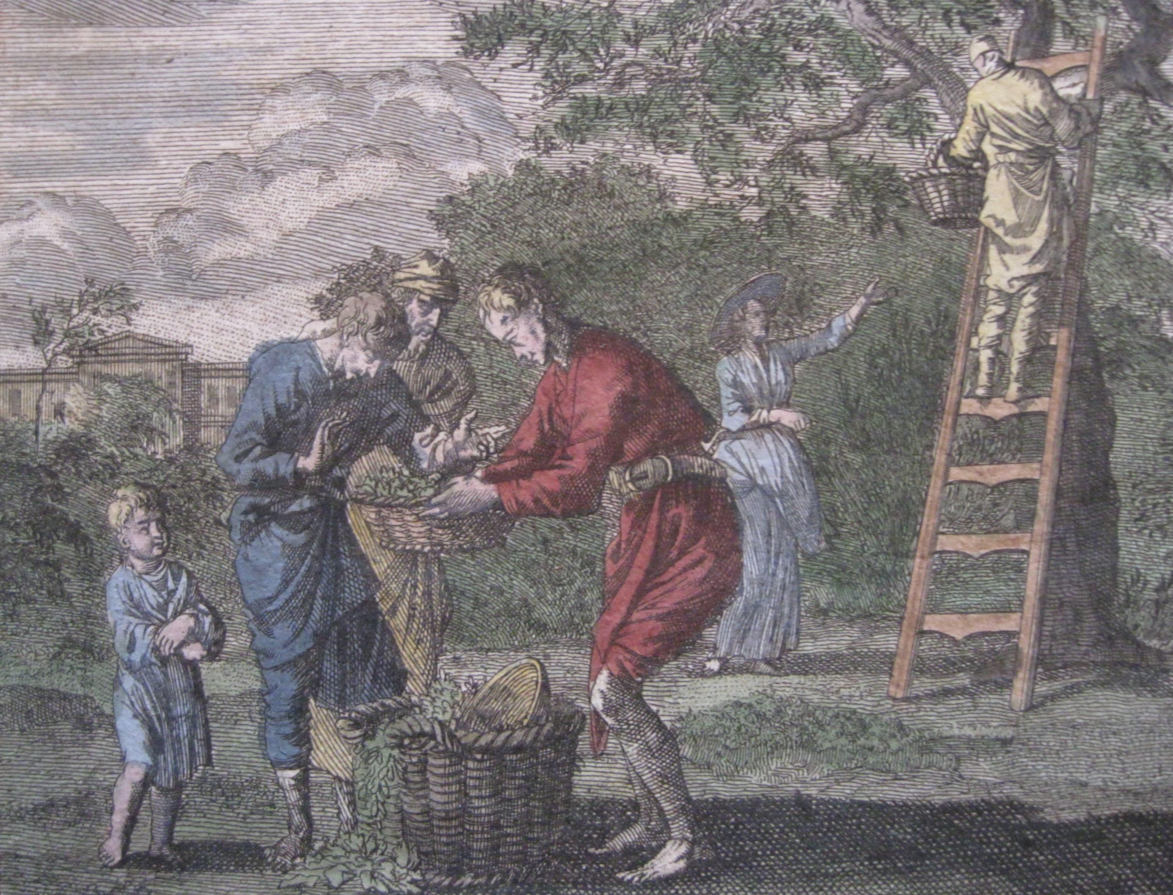 Recogida de la fruta, Santa Clara-Weigel, 1707